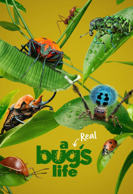 A Real Bugs Life